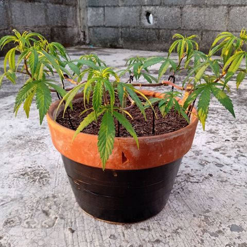 MK 1 growlog photo: Sigue triste ojalá el sol la aliviane