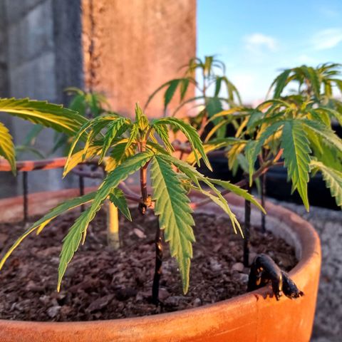MK 1 growlog photo: Sigue triste ojalá el sol la aliviane