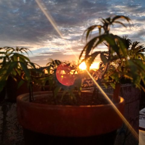 MK 1 growlog photo: Sigue triste ojalá se aliviane con el sol