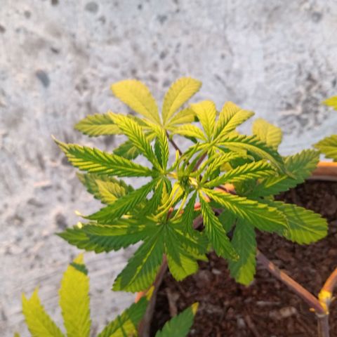 MK 1 growlog photo: Sigue triste ojalá se aliviane con el sol
