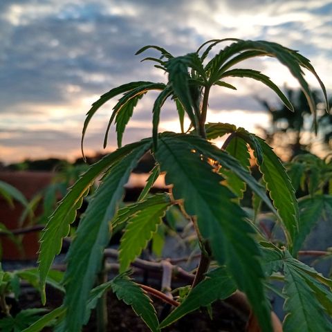 MK 1 growlog photo: Sigue triste ojalá se aliviane con el sol