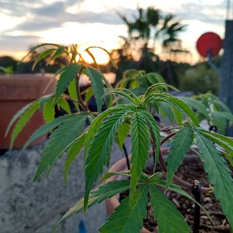 MK 1 growlog photo: Sigue triste ojalá se aliviane con el sol