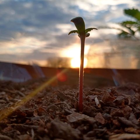 PYK  growlog timeline photo