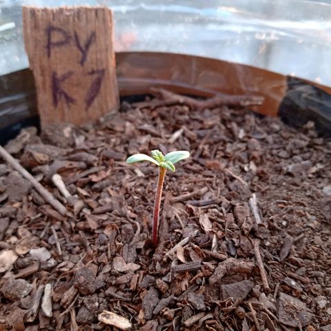 PYK  growlog timeline photo