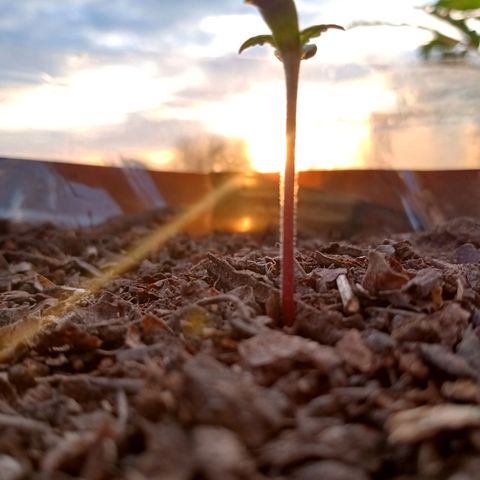 PYK  growlog timeline photo