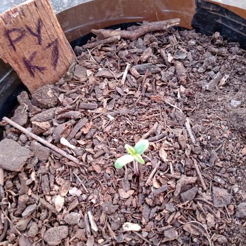 PYK  growlog timeline photo