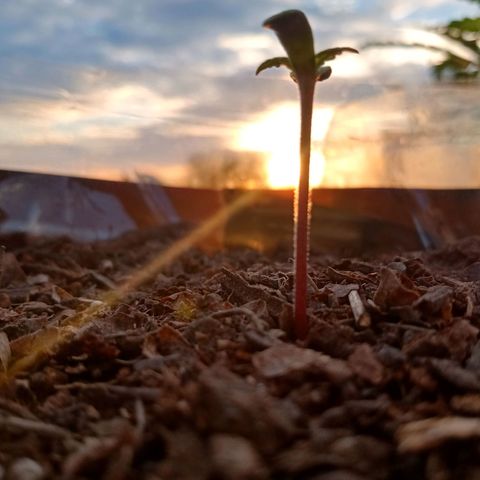 PYK  growlog timeline photo