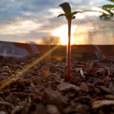 PYK  growlog timeline photo