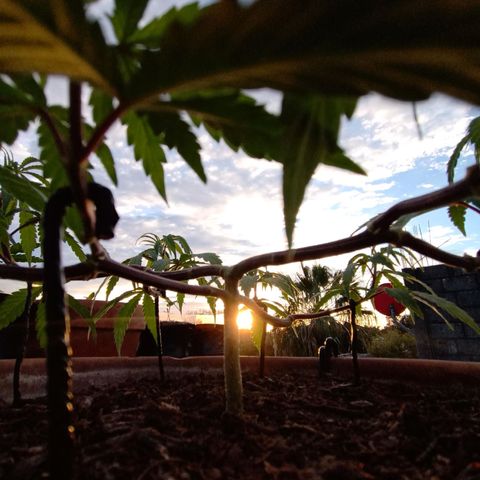 MK 1 growlog timeline photo