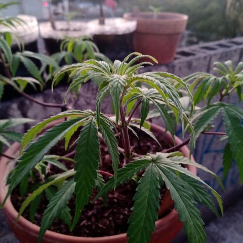 MK 1 growlog timeline photo