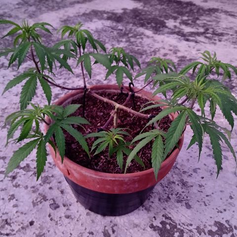 MK 1 growlog timeline photo