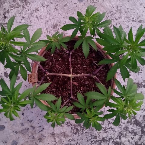 MK 1 growlog timeline photo