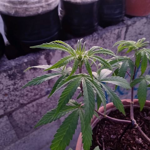 MK 1 growlog timeline photo