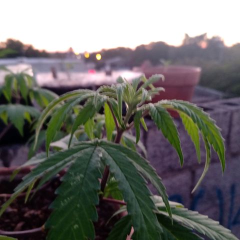 MK 1 growlog timeline photo