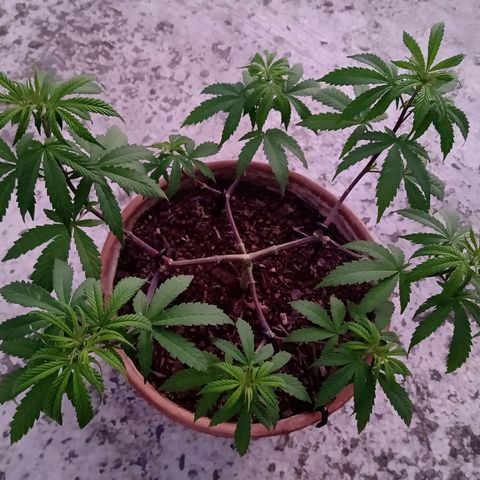 MK 1 growlog timeline photo
