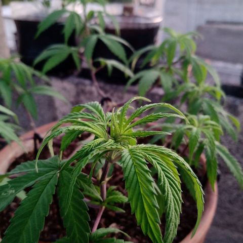 MK 1 growlog timeline photo