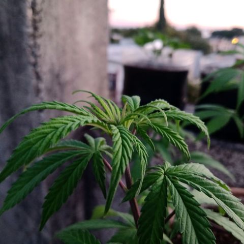 MK 1 growlog timeline photo