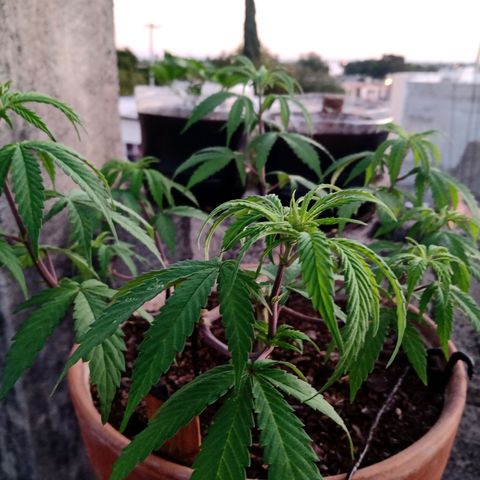MK 1 growlog timeline photo