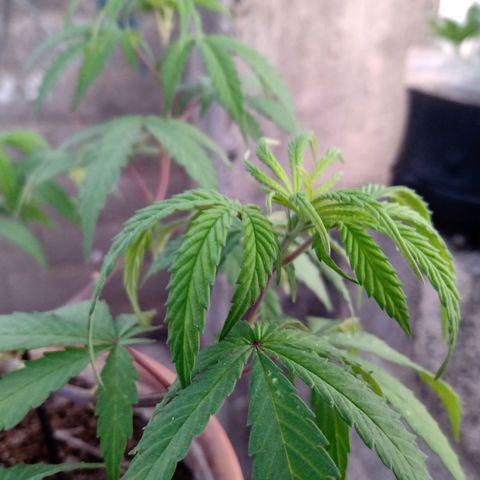 MK 1 growlog timeline photo