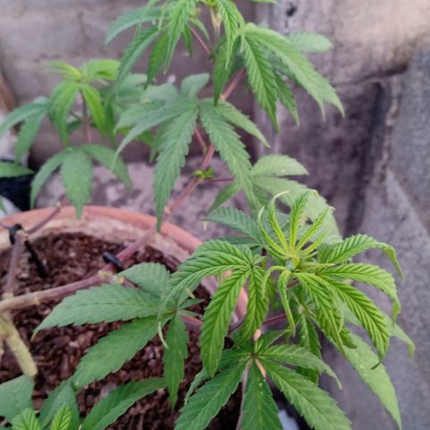 MK 1 growlog timeline photo