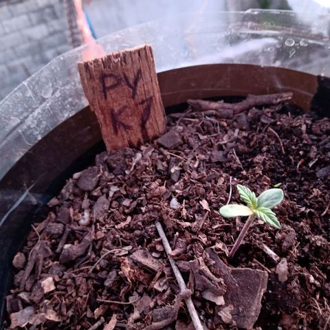 PYK  growlog timeline photo