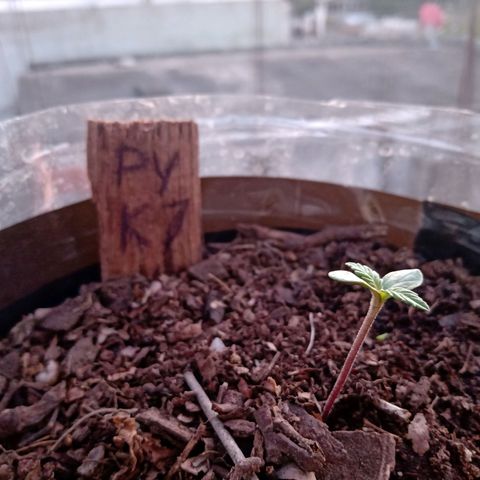PYK  growlog timeline photo