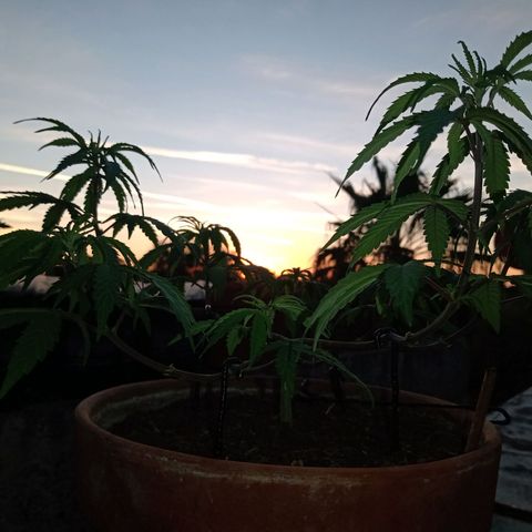 MK 1 growlog timeline photo