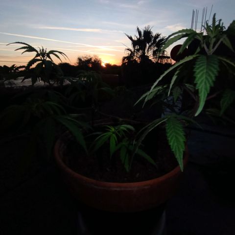 MK 1 growlog timeline photo