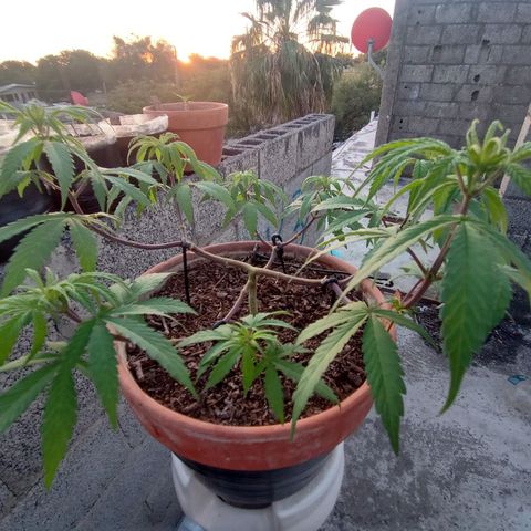 MK 1 growlog timeline photo