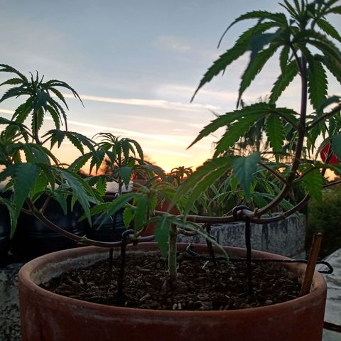 MK 1 growlog timeline photo