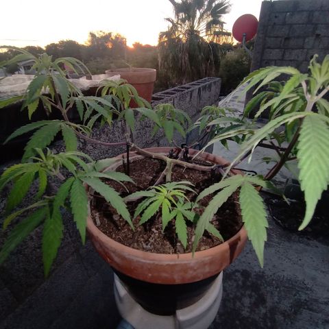 MK 1 growlog timeline photo