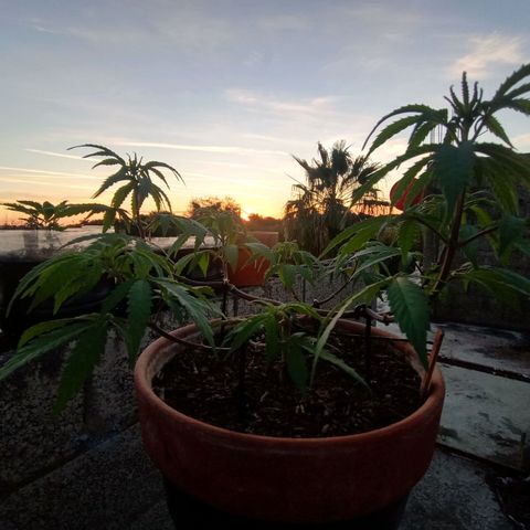 MK 1 growlog timeline photo
