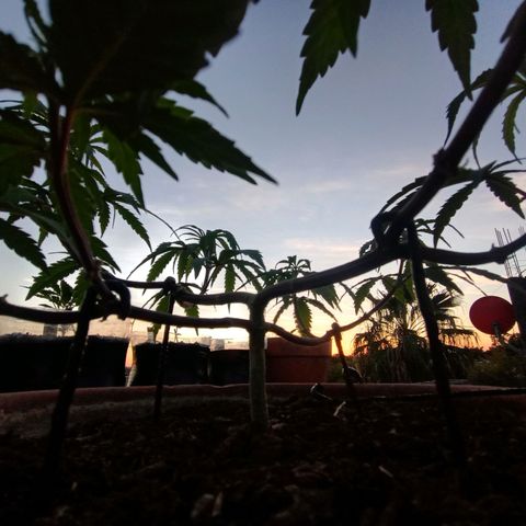 MK 1 growlog timeline photo