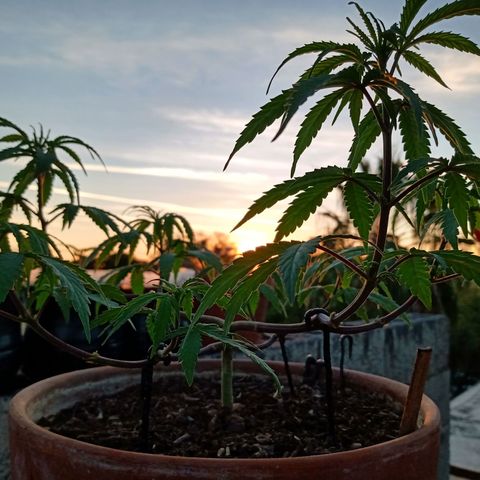 MK 1 growlog timeline photo