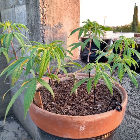 MK 1 growlog timeline photo