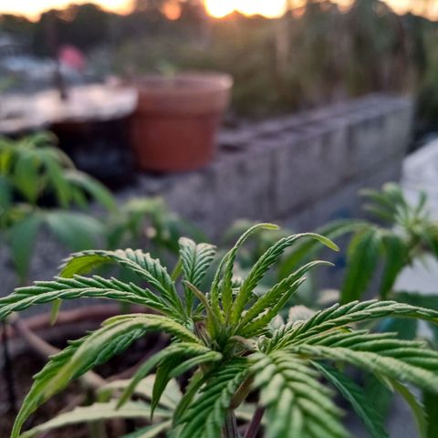 MK 1 growlog timeline photo