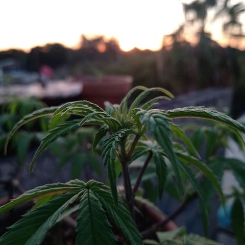 MK 1 growlog timeline photo
