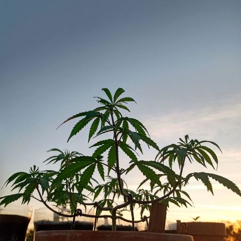 MK 1 growlog timeline photo