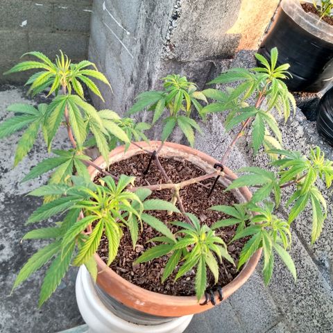 MK 1 growlog timeline photo