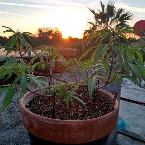 MK 1 growlog timeline photo