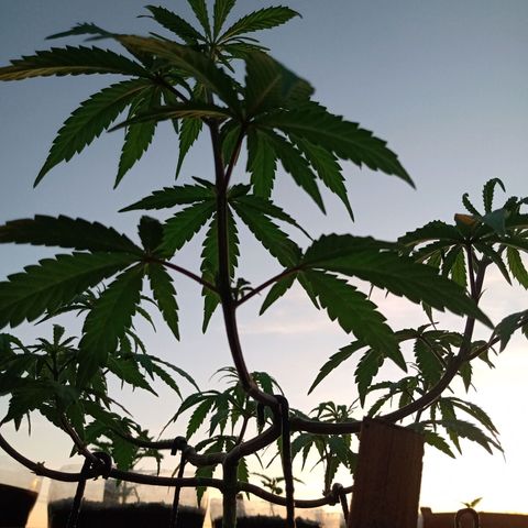 MK 1 growlog timeline photo