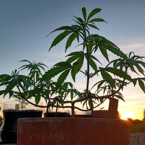 MK 1 growlog timeline photo