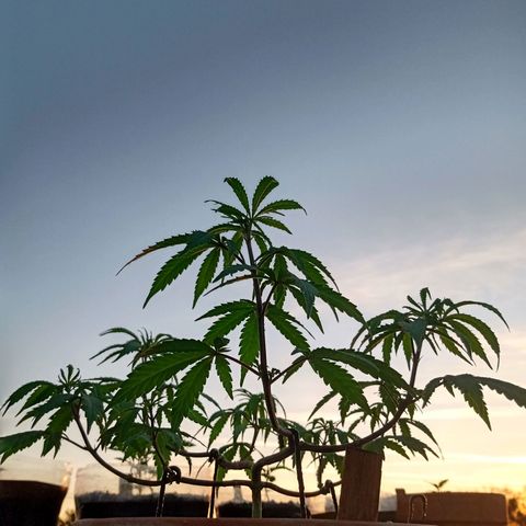 MK 1 growlog timeline photo