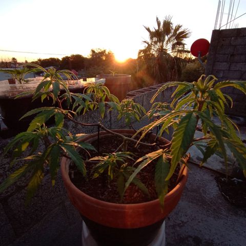 MK 1 growlog timeline photo