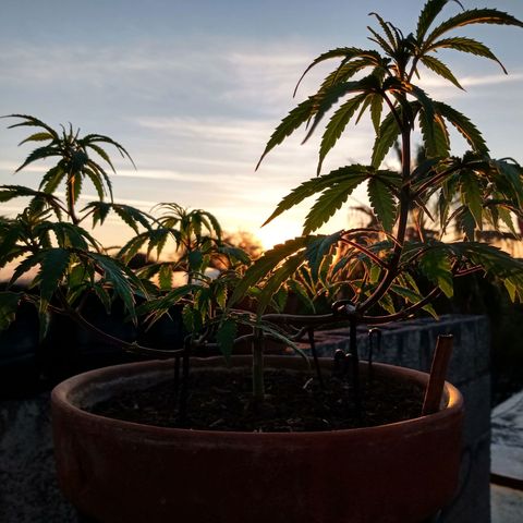 MK 1 growlog timeline photo