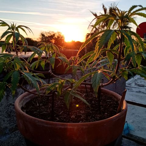 MK 1 growlog timeline photo