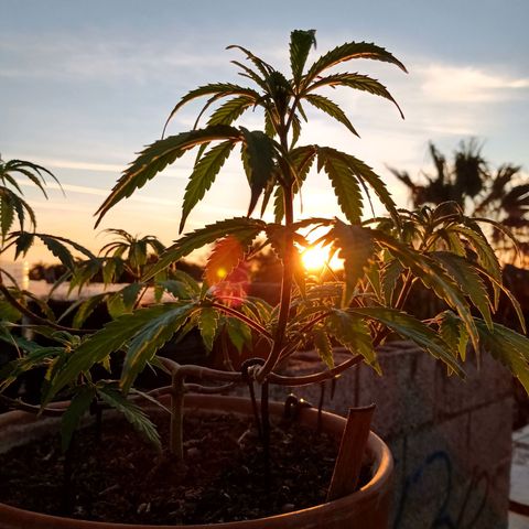 MK 1 growlog timeline photo