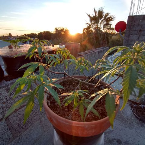 MK 1 growlog timeline photo