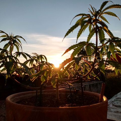 MK 1 growlog timeline photo