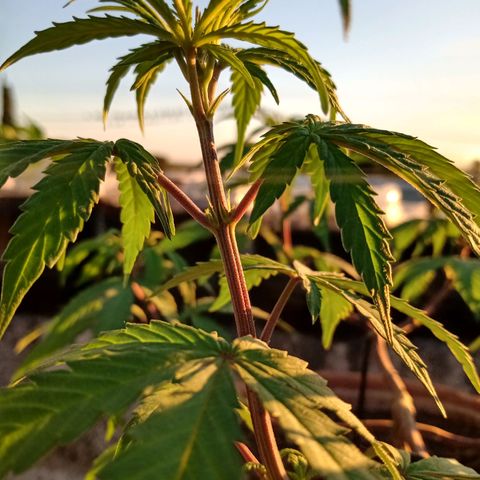 MK 1 growlog timeline photo